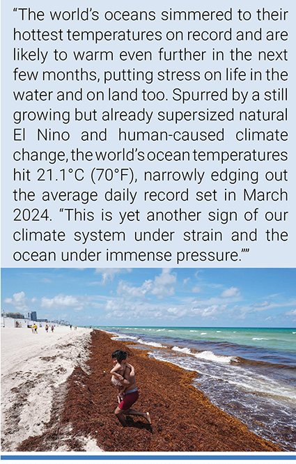 A man carries a child through sargassum seaweed after cooling off in the ocean in Miami Beach, Florida. Photo credit: Rebecca Blackwell/AP.
