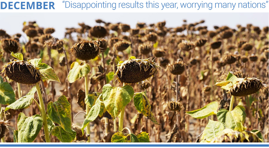 Sunflowers appear wilted in a field amid a drought near the town of Becej, Serbia, in 2024. Photo credit: Darko Vojinovic/AP.